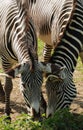 Feeding zebras Royalty Free Stock Photo