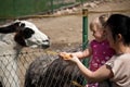 Feeding zoo llama