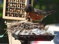 FeedingBirds in the Nest: An American robin bird feeds a baby bird in the nest