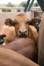 Feedlot cattle in a chute 1