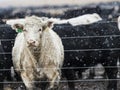 Feedlot Cattle in the Snow, Muck & Mud