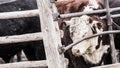 Feedlot Cattle in the Snow, Muck & Mud