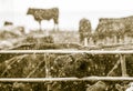 Feedlot Cattle in the Snow, Muck & Mud