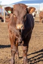 Feedlot cow with Bovine Respiratory Disease