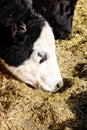 A white faced Black Angus cow. Royalty Free Stock Photo