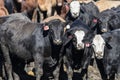 Feedlot Cows in the Muck and Mud Royalty Free Stock Photo