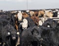 Feedlot Cows in the Muck and Mud Royalty Free Stock Photo