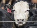 Feedlot Cows in the Muck and Mud Royalty Free Stock Photo