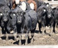 Feedlot Cows in the Muck and Mud Royalty Free Stock Photo