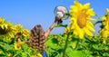 feel the freedom. small girl in summer sunflower field. happy childrens day. childhood happiness. portrait of happy kid Royalty Free Stock Photo