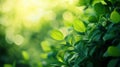 Feel Freshness, See Greenery With Blurred Bokeh Background, Nature Aesthetic And Peaceful Royalty Free Stock Photo