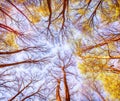 Feel nature autumn forest Royalty Free Stock Photo