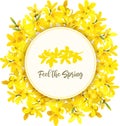 Feel the spring. Forsythia suspensa frame. Card template. Round Circle badge. blossoming yellow branch enclosure