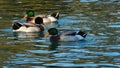 Feeling beautiful wild ducks on the lake