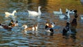 Feeling beautiful wild ducks on the lake