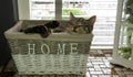 Cat feeling home sleeping in basket Royalty Free Stock Photo