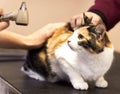 Feeling jittery. Closeup shot of a cat getting examined by a vet.