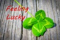 Feeling lucky announcement with real natural four leaf clover.