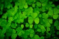 Feeling Lucky? Royalty Free Stock Photo