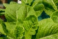 feesh green cos lettuce salad , hydroponic vegetable Royalty Free Stock Photo