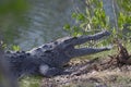 12 feet American crocodile Crocodylus acutus warming up in a backyard. Royalty Free Stock Photo