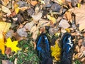 Feet in beautiful black leather smooth glossy shoes on yellow and red, brown colored natural autumn leaves