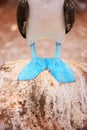 Feet of blue footed booby Royalty Free Stock Photo