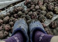 Feet in blue galoshes. Potato harvesting. Autumn potato harvest