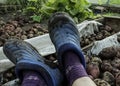 Feet in blue galoshes. Potato harvesting. Autumn potato harvest