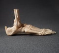 Feet bone model over a greybackground Royalty Free Stock Photo