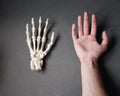 Real human hand next to a hand bone model over a grey background. Royalty Free Stock Photo