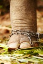 Feet in chains, closeup and elephant cruelty in jungle for capture, ivory or black market trade. Animal exploitation Royalty Free Stock Photo