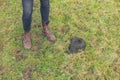 Feet and cow dung Royalty Free Stock Photo