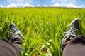 Feet grass. Feet in sneakers in green grass. Relaxing time. Restful moment. Healthy lifestyle. Fresh, blooming grass in Royalty Free Stock Photo