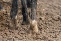 Feet of horses standing in the wet dirt