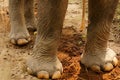 Feet of an Indian Elephant in Shuklaphanta National Park, Nepal