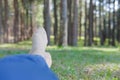 feet lying resting on grass in pine tree forest. leg wearing jeans relaxing in park Royalty Free Stock Photo