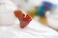 Feet of Newborn baby child seconds and minutes after birth lying on towel Royalty Free Stock Photo