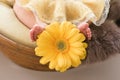 Feet of a newborn girl, little ballerina in fluffy points, dancer tired, tutu skirt, newborn Royalty Free Stock Photo