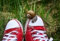 Feet in old ripped red gumshoes with big snail on top. Royalty Free Stock Photo
