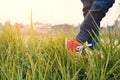 Feet red sneaker a girl in nature and relax time Royalty Free Stock Photo