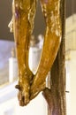 Feet of the sculpture of the crucified Christ of the brotherhood