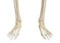 Feet skeleton with nervous system.