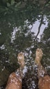 Feet soaking in a very clear river Royalty Free Stock Photo