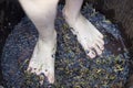 Feet stomping grapes Royalty Free Stock Photo