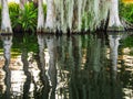 Feet of swamp cypress trees reflected in the water, white wood Royalty Free Stock Photo