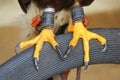 Feet and talons of a Harris`s Hawk Royalty Free Stock Photo