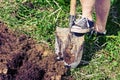 Feet of a woman wearing old sneakers excavate a soil Royalty Free Stock Photo