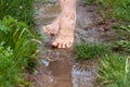 Feet of a young woman walking through the puddles after the rain Royalty Free Stock Photo