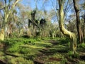 feever tree forest